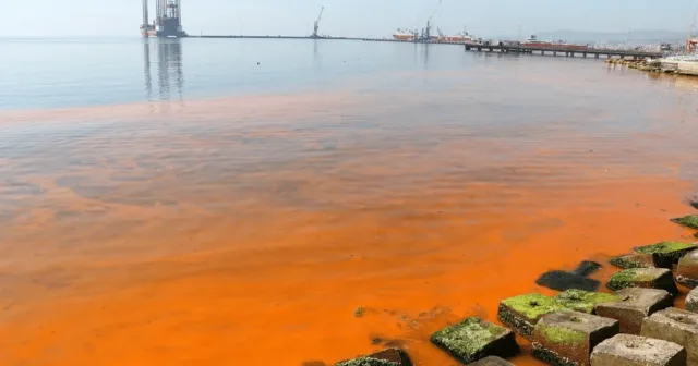Marmara Denizi'nde turuncu renk ve denizanası sayısında artış