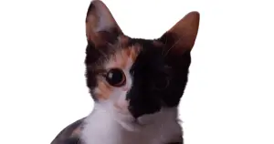 Kedi aknesi ve tehlikeleri nelerdir?