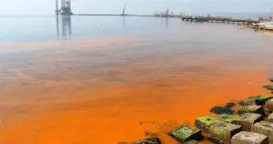 Marmara Denizi'nde turuncu renk ve denizanası sayısında artış