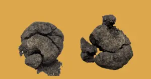 Çatalhöyük’te 8.600 yıllık "ekmek" kalıntısı bulundu