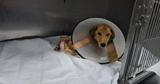 Bartın'da hamile köpek tüfekle vuruldu, yavrusu öldü