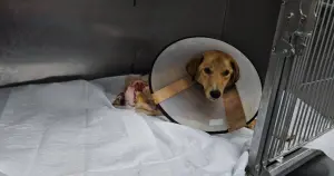 Bartın'da hamile köpek tüfekle vuruldu, yavrusu öldü