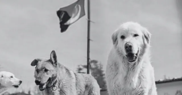 İki ayaklı katiller serbest kalırken masum köpeklerin öldürülmesi nasıl tartışma konusu olur? 
