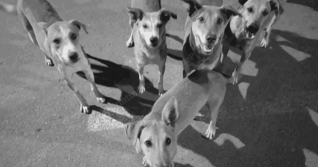 Sokak köpekleri popülasyonunun azaltılması ve kontrolüne dair proje