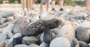 İztuzu, Patara, Çıralı gibi bazı sahillere gece giriş yasaklandı