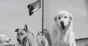 İki ayaklı katiller serbest kalırken masum köpeklerin öldürülmesi nasıl tartışma konusu olur? 