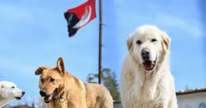 Sokak hayvanları teklifi komisyondan geçti
