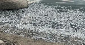 Bursa'da çaydaki balık ölümleriyle ilgili inceleme başlatıldı