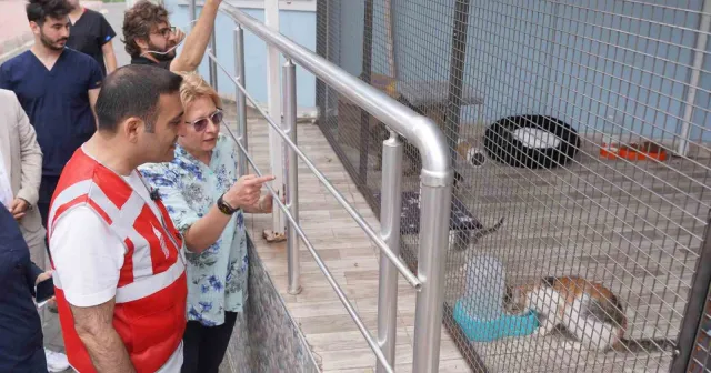 Beyoğlu Belediyesi sokak hayvanları için kahve zinciri ile anlaştı