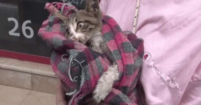 Kadıköy'de 25 kedi ve köpek zehirlendi