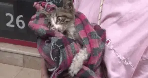 Kadıköy'de 25 kedi ve köpek zehirlendi