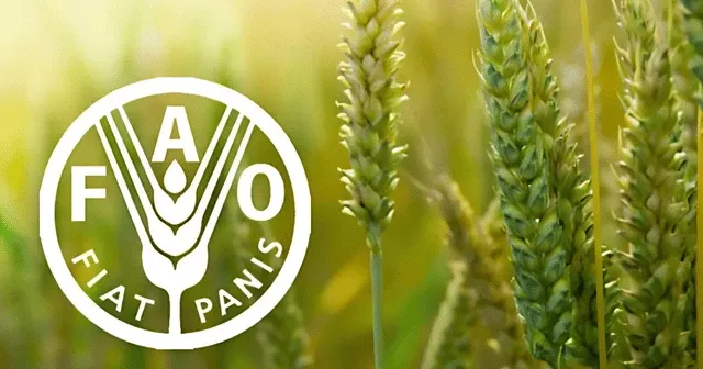FAO: Küresel gıda fiyatları 2024'ü, 2023'ün altında tamamladı
