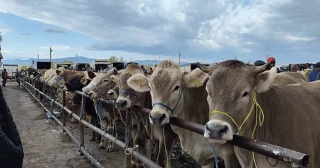 Şap hastalığı nedeniyle Çorum'dan sonra Yozgat'ta da canlı hayvan pazarları kapatıldı