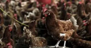 Afyonkarahisar'da kuş gribi alarmı