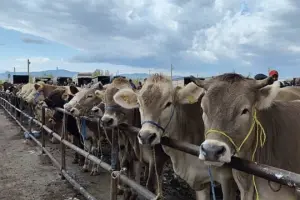 Şap hastalığı nedeniyle Çorum'dan sonra Yozgat'ta da canlı hayvan pazarları kapatıldı