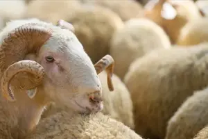 Kurban Bayramı’nda dengeli beslenme: Lezzetin ve sağlığın dengesini kurmak Mümkün