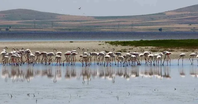 Seyfe Gölü kurumasın; Kızılırmak zehir akmasın